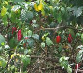 Capsicum annuum Ají / Capsicum annuum (Solanales, Solanaceae) - Bioexploradores