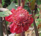 Bastón de emperador / Etlingera elatior (Zingiberales, Zingiberaceae) - Bioexploradores