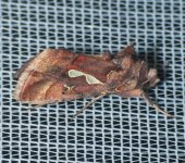 Polilla búho de manchas blancas / Megalographa biloba (Lepidoptera, Noctuidae) - Bioexploradores