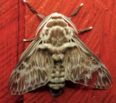 Podalia orsilochus (Lepidoptera, Megalopygidae) - Bioexploradores