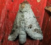 Sericochroa paratenuis (Lepidoptera, Notodontidae) - Bioexploradores