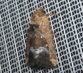 Elaphria subobliqua (Lepidoptera, Noctuidae) - Bioexploradores