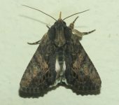 Acroria terens (Lepidoptera, Noctuidae) - Bioexploradores