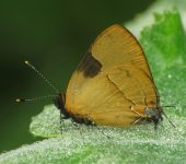 Calycopis calus Calycopis calus (Lepidoptera, Lycaenidae) - Bioexploradores