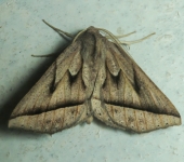 Pero poaphilaria (Lepidoptera, Geometridae) - Bioexploradores