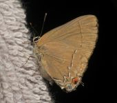 Ziegleria hesperitis Oscurecida / Hesperitis Groundstreak / Ziegleria hesperitis (Lepidoptera, Lycaenidae) - Bioexploradores
