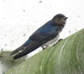 Progne chalybea Golondrina de campanario / Gray-breasted Martin / Progne chalybea (Passeriformes, Hirundinidae) - Bioexploradores