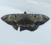 Feigeria magna (Lepidoptera, Erebidae) - Bioexploradores