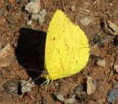 Phoebis argante argante Mariposa azufre albaricoque / Phoebis argante argante (Lepidoptera, Pieridae) - Bioexploradores