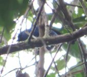 Tángara negriazul / Blue-and-black Tanager / Tangara vassorii (Passeriformes, Thraupidae) - Bioexploradores