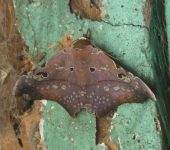 Tautobriga euspila (Lepidoptera, Erebidae) - Bioexploradores