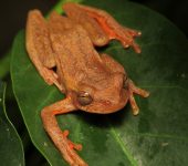 Ranita de pantano colombiana / Dendropsophus columbianus (Anura, Hylidae) - Bioexploradores