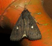 Condica selenosa (Lepidoptera, Noctuidae) - Bioexploradores