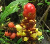 Renealmia thyrsoidea (Zingiberales, Zingiberaceae) - Bioexploradores