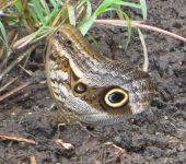 Caligo oileus Oileus Owl-Butterfly / Caligo oileus (Lepidoptera, Nymphalidae) - Bioexploradores