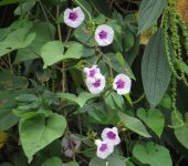 Ipomoea batatas Camote morado / Boniato, Batata / Ipomoea batatas (Solanales, Convolvulaceae) - Bioexploradores
