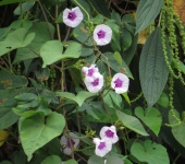 Ipomoea batatas Camote morado / Boniato, Batata / Ipomoea batatas (Solanales, Convolvulaceae) - Bioexploradores