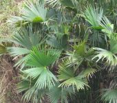 Iraca / Carludovica palmata (Pandanales, Cyclanthaceae) - Bioexploradores