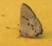 Dicya carnica Carnica Hairstreak / Dicya carnica (Lepidoptera, Lycaenidae) - Bioexploradores
