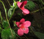 Gasteranthus mutabilis Gasteranthus mutabilis (Lamiales, Gesneriaceae) - Bioexploradores