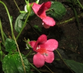 Gasteranthus mutabilis Gasteranthus mutabilis (Lamiales, Gesneriaceae) - Bioexploradores