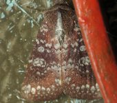Eriopyga mucorea (Lepidoptera, Noctuidae) - Bioexploradores