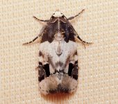 Polilla líquen / Bryolymnia bicon (Lepidoptera, Noctuidae) - Bioexploradores