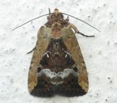 Elaphria agrotina (Lepidoptera, Noctuidae) - Bioexploradores