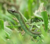 Cazadora tropical de Daniel / Mastigodryas danieli (Squamata, Colubridae) - Bioexploradores