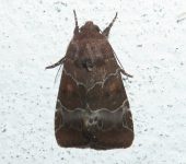 Hampsonodes mastoides (Lepidoptera, Noctuidae) - Bioexploradores