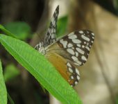 Hamadryas fornax Mariposa tronadora naranja / Hamadryas fornax (Lepidoptera, Nymphalidae) - Bioexploradores
