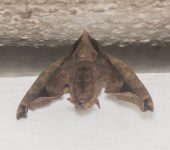 Enyo gorgon (Lepidoptera, Sphingidae) - Bioexploradores