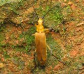 Chauliognathus cinguliventris Escarabajo soldado / Chauliognathus cinguliventris (Coleoptera, Cantharidae) - Bioexploradores