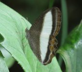 Oressinoma typhla Oressinoma typhla (Lepidoptera, Nymphalidae) - Bioexploradores