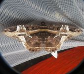Feigeria herilia (Lepidoptera, Erebidae) - Bioexploradores