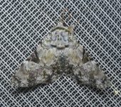 Coenipeta suttea (Lepidoptera, Erebidae) - Bioexploradores
