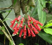 Bomarea setacea (Liliales, Alstroemeriaceae) - Bioexploradores
