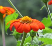 Acahual rojo / Girasol mexicano / Tithonia rotundifolia (Asterales, Asteraceae) - Bioexploradores