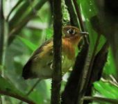 Grallaricula ferrugineipectus Ponchito pechicastaño / Rusty-breasted Antpitta / Grallaricula ferrugineipectus (Passeriformes, Grallariidae) - Bioexploradores
