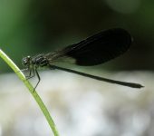 Polythore gigantea (Odonata, Polythoridae) - Bioexploradores