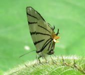 Arawacus leucogyna Arawacus leucogyna (Lepidoptera, Lycaenidae) - Bioexploradores