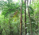 Geonoma undata Palmicho / Geonoma undata (Arecales, Arecaceae) - Bioexploradores