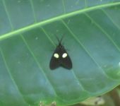 Xenorma ovata (Lepidoptera, Notodontidae) - Bioexploradores