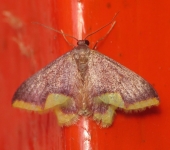 Tricentrogyna violescens (Lepidoptera, Geometridae) - Bioexploradores