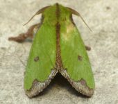 Parasa mossica (Lepidoptera, Limacodidae) - Bioexploradores