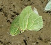 Anteos clorinde Mariposa azufre gigante blanca / Anteos clorinde (Lepidoptera, Pieridae) - Bioexploradores