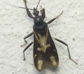 Rasahus sulcicollis (Hemiptera, Reduviidae) - Bioexploradores