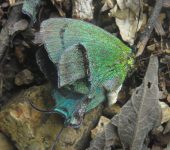 Arcas splendor Arcas splendor (Lepidoptera, Lycaenidae) - Bioexploradores