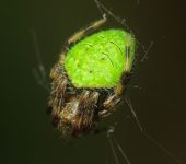 Araña tropical de tela orbicular / Eriophora ravilla (Araneae, Araneidae) - Bioexploradores