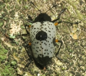 Cypherotylus debauvei (Coleoptera, Erotylidae) - Bioexploradores